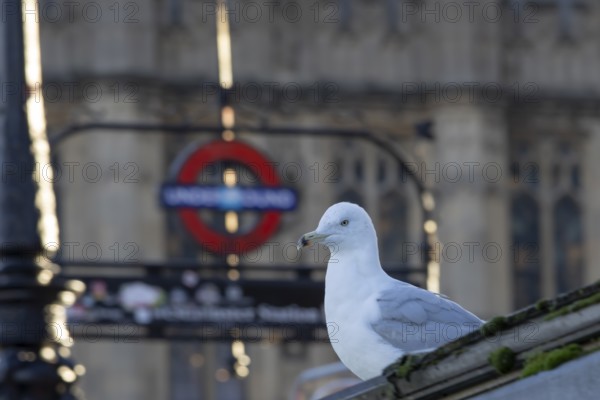 Herring gull (Larus argentatus) adult bird outside Westminster underground station, London, England, United Kingdom