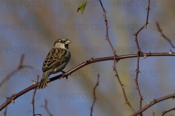House sparrow (Passer domesticus) adult male bird in a hedgerow in winter, Norfolk, England, United Kingdom