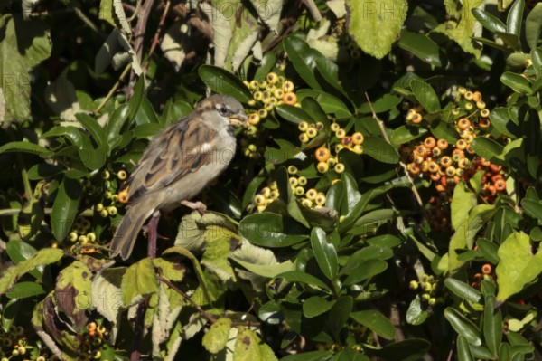 House sparrow (Passer domesticus) adult bird feeding in a garden Pyracantha bush, England, United Kingdom