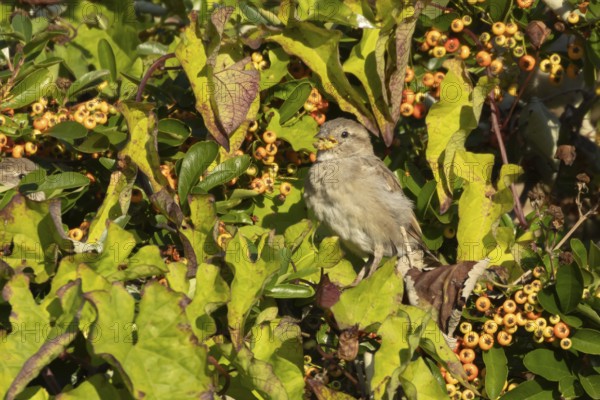 House sparrow (Passer domesticus) adult female bird feeding in a garden Pyracantha bush, England, United Kingdom