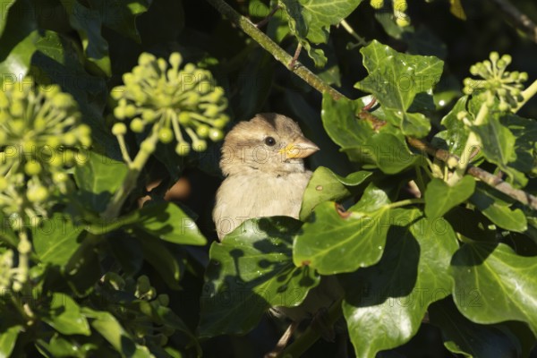 House sparrow (Passer domesticus) adult female bird in an Ivy tree hedgerow, England, United Kingdom