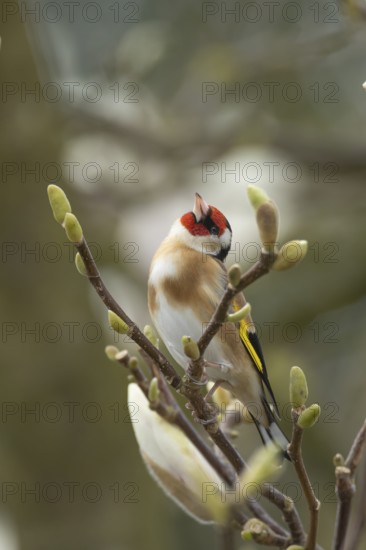 European goldfinch (Carduelis carduelis) adult bird on a flowering garden Magnolia tree in spring, England, United Kingdom
