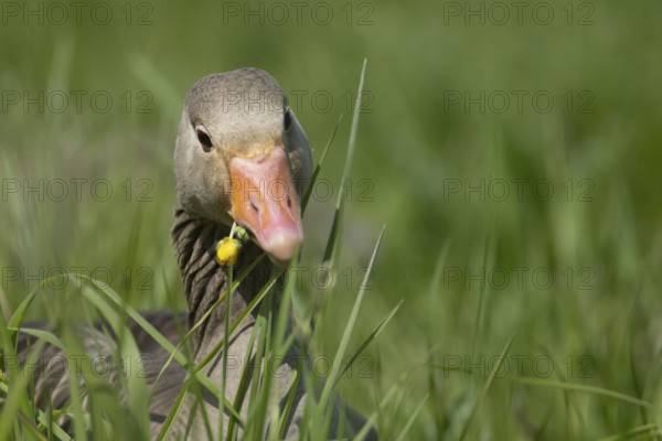 Greylag goose (Anser anser) adult bird feeding on a Buttercup flower in grassland, England, United Kingdom