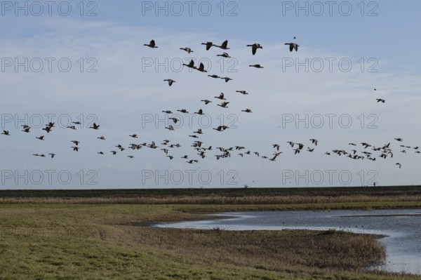Greylag goose (Anser anser) adult geese flying in a flock or skein over a lagoon, England, United Kingdom