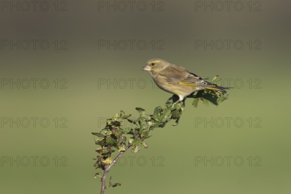 European greenfinch (Chloris chloris) adult bird on a tree branch, England, United Kingdom