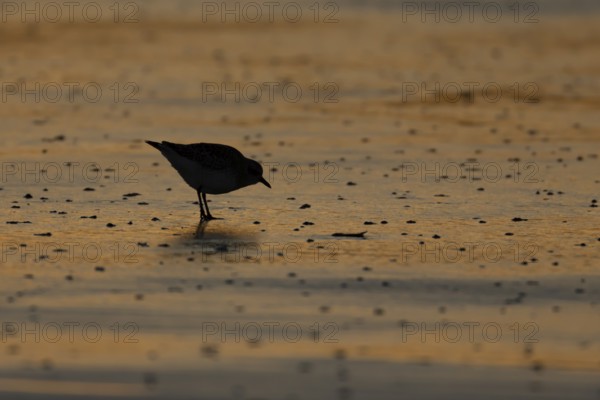 Grey plover (Pluvialis squatarola) adult wading bird on a beach at sunset, Norfolk, England, United Kingdom