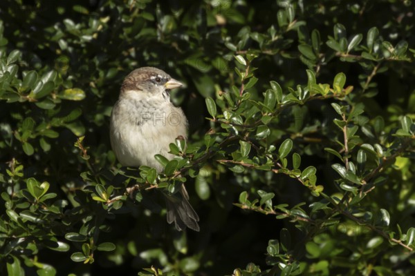 House sparrow (Passer domesticus) adult male bird in a hedgerow, England, United Kingdom