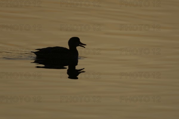 Gadwall (Mareca strepera) duck adult bird calling or quacking on a lake at sunset, England, United Kingdom