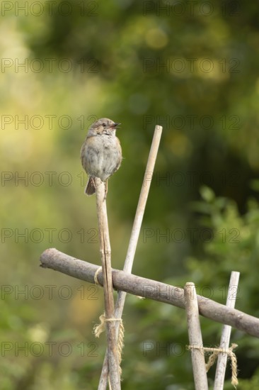 Dunnock or Hedge sparrow (Prunella modularis) adult bird singing from garden bamboo canes, Suffok, England, United Kingdom