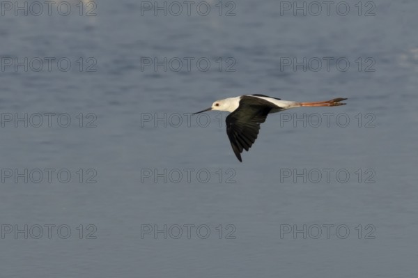 Black winged stilt (Himantopus himantopus) adult bird in flight over a lagoon, England, United Kingdom
