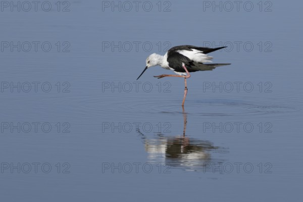 Black winged stilt (Himantopus himantopus) adult bird preening in a shallow lagoon, England, United Kingdom