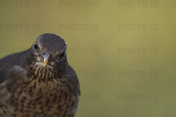 Eurasian blackbird (Turdus merula) adult female bird head portrait, England, United Kingdom