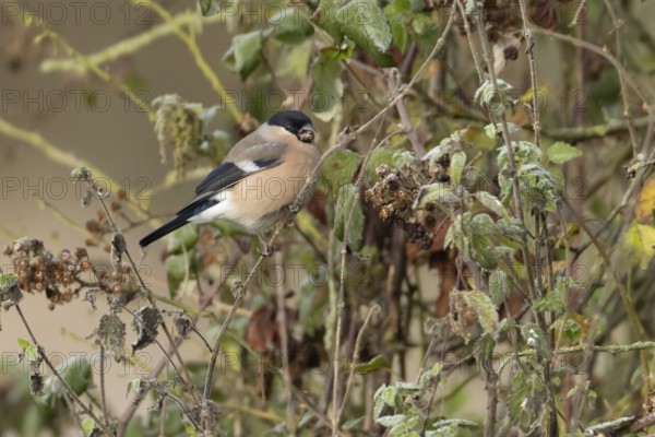 Eurasian bullfinch (Pyrrhula pyrrhula) adult female bird feeding in a hedgerow in winter, Norfolk, England, United Kingdom