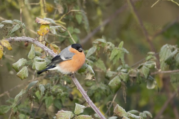 Eurasian bullfinch (Pyrrhula pyrrhula) adult male bird in a hedgerow in winter, Norfolk, England, United Kingdom