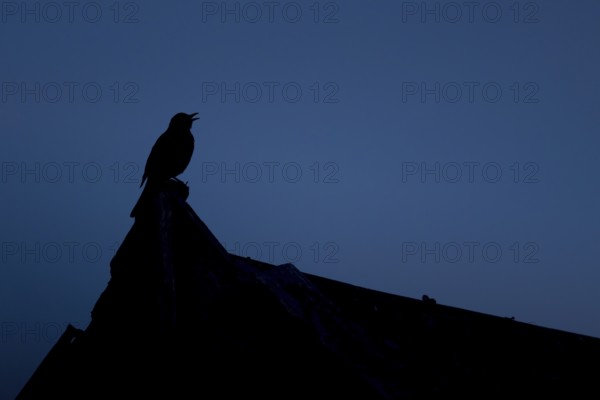 Eurasian blackbird (Turdus merula) adult male bird singing from an urban house rooftop, England, United Kingdom