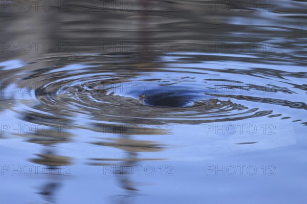 Water vortex of the outflowing flood water, Acqua alta, Venice, Veneto, Italy