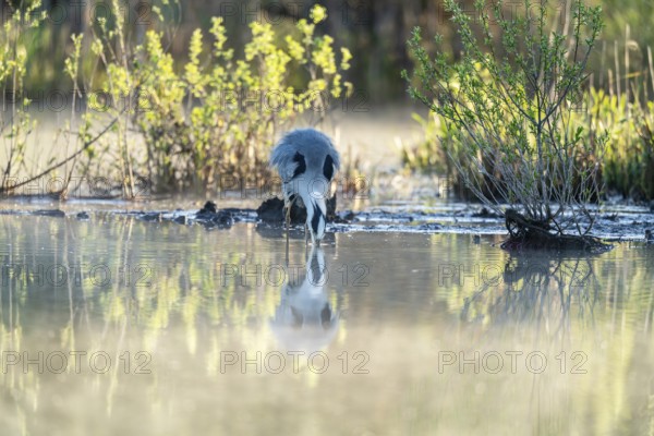 Grey heron (Ardea cinerea), Vulkaneifel, Rhineland-Palatinate, Germany