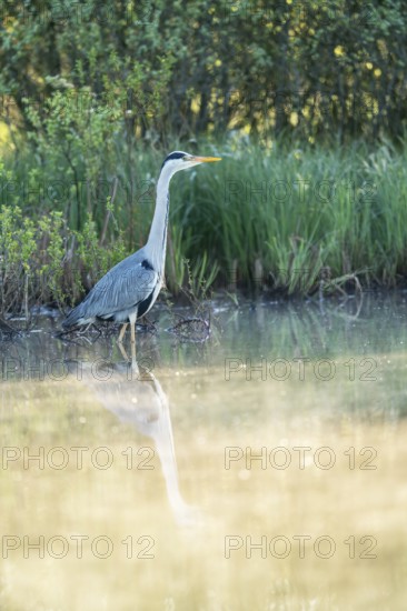 Grey heron (Ardea cinerea), Vulkaneifel, Rhineland-Palatinate, Germany
