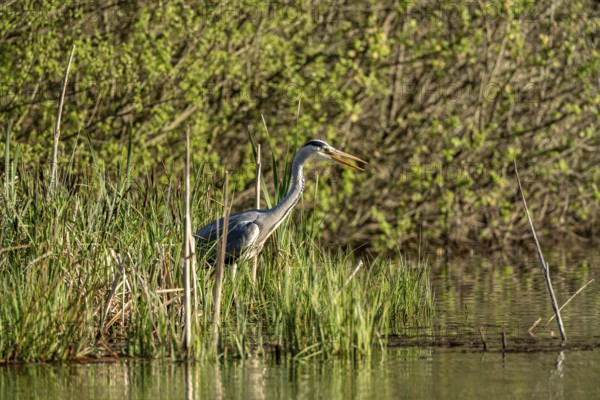 Grey heron (Ardea cinerea), standing by the water while hunting, Vulkaneifel, Rhineland-Palatinate, Germany