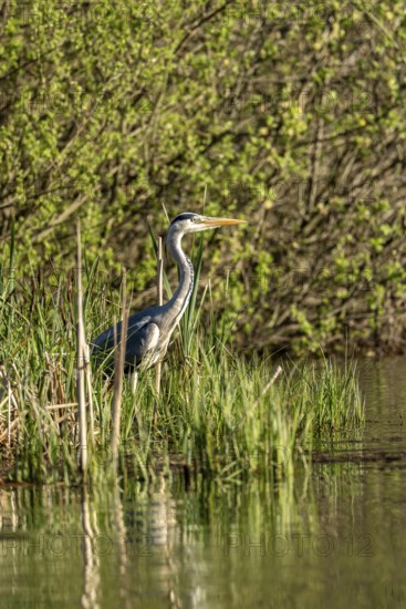 Grey heron (Ardea cinerea), standing by the water while hunting, Vulkaneifel, Rhineland-Palatinate, Germany