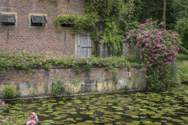 Romantic garden with brick wall, roses and water lilies in the calm water, Haus Welbergen, Welbergen, Ochtrup, Münsterland, North Rhine-Westphalia, Germany