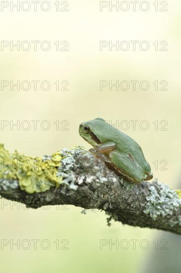 European tree frog (Hyla arborea) sitting on a lichen-covered branch in its natural environment, close-up, Lake Neusiedl National Park, Burgenland, Austria