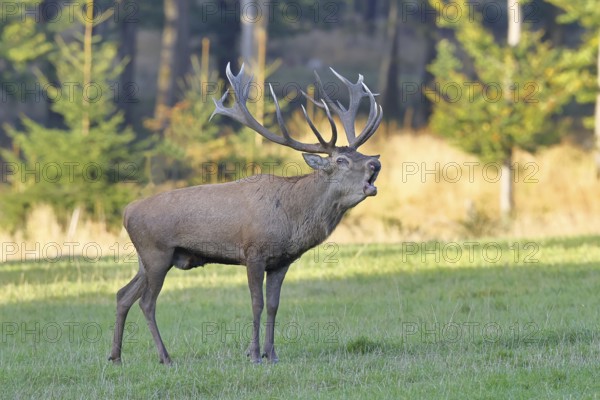 Red deer (Cervus elaphus) in rutting season, capital stag, twenty hinds, roaring in a forest clearing, wildlife, Sauerland, North Rhine-Westphalia, Germany