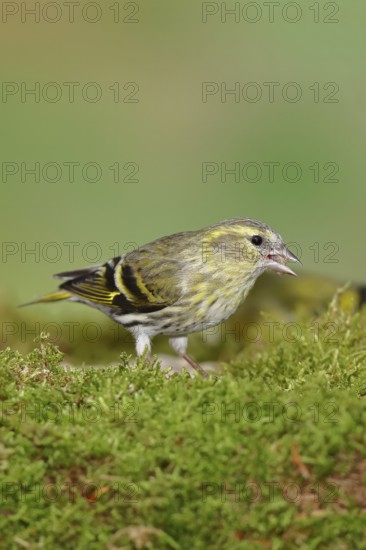 Siskin (Carduelis spinus), female sitting on moss, mossy ground, Wilnsdorf, North Rhine-Westphalia, Germany