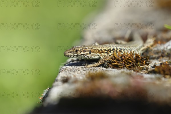 Wall lizard (Podarcis muralis), European wall lizard, in a vineyard, portrait, reptiles, animals, lizards, Cochem, Moselle, Rhineland-Palatinate, Germany