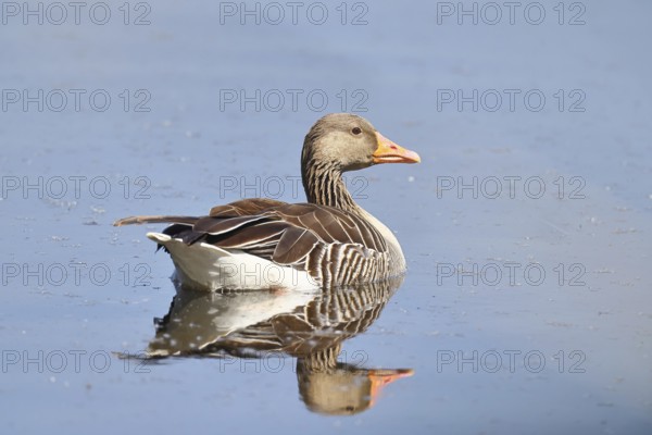 Greylag goose (Anser anser) swimming on the water, Chiemsee, Bavaria, Germany