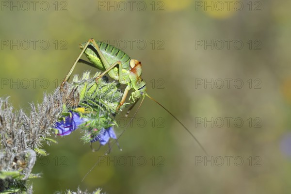 Steppe saddle grasshopper, steppe saddle grasshopper (Ephippiger ephippiger), male, on Viper's bugloss (Echium vulgare), with bokeh in the background, leafhoppers, long-fingered grasshoppers, Red List of Germany, specially protected species, critically endangered, Cochem, Moselle, Rhineland-Palatinate, Germany