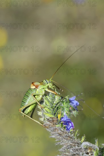 Steppe saddle grasshopper, steppe saddle grasshopper (Ephippiger ephippiger), male, on Viper's bugloss (Echium vulgare), with bokeh in the background, leafhoppers, long-fingered grasshoppers, Red List of Germany, specially protected species, critically endangered, Cochem, Moselle, Rhineland-Palatinate, Germany