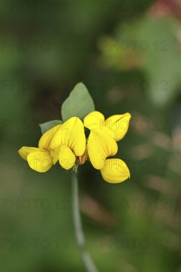 Bird's-foot Trefoil, Bird's-foot Trefoil (Lotus corniculatus), yellow flower in a meadow, Wilnsdorf, North Rhine-Westphalia, Germany