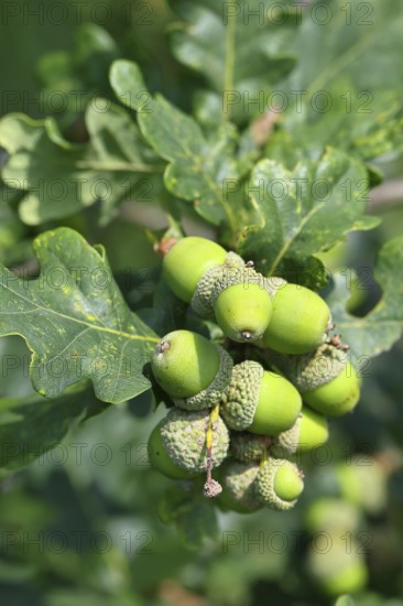 Acorns and leaves of sessile oak (Quercus sessiliflora), Wilnsdorf, North Rhine-Westphalia, Germany