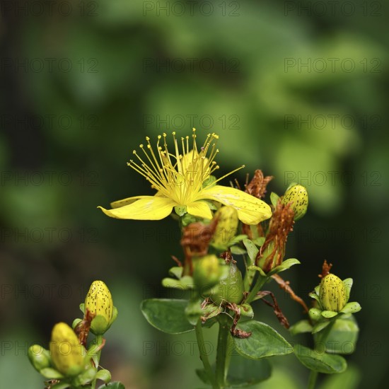 Common St John's wort (Hypericum perforatum), spotted St John's wort or common St John's wort (Hypericum perforatum), medicinal plant, flowering, Wilnsdorf, North Rhine-Westphalia, Germany