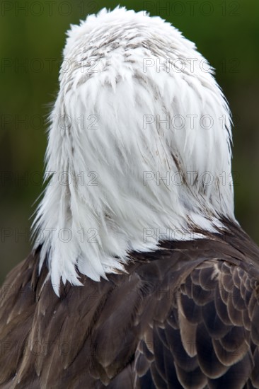Bald eagle, Haliaeetus leucocephalus, Eagle perched, Head seen from behind, Close-up, Province of Quebec, Canada