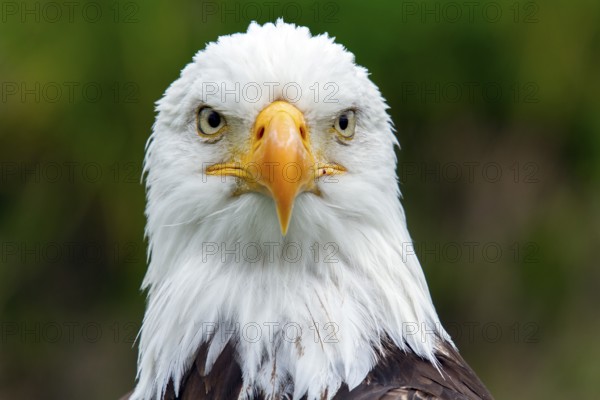 Bald eagle, Haliaeetus leucocephalus, Eagle perched and watching, Look straight ahead, Portrait, Close-up, Province of Quebec, Canada