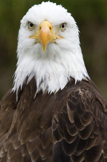 Bald eagle, Haliaeetus leucocephalus, Eagle perched and watching, Look straight ahead, Portrait, Close-up, Province of Quebec, Canada