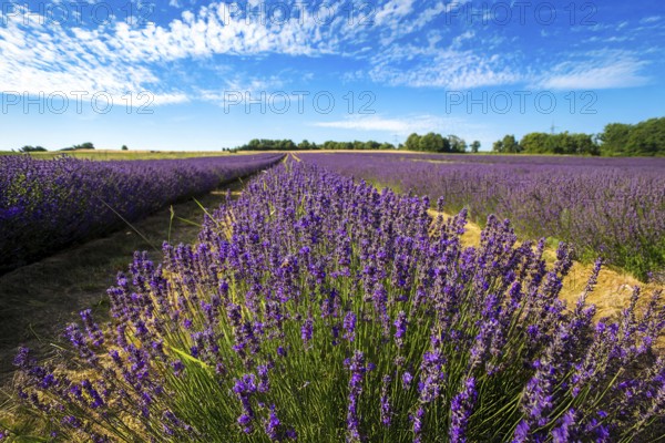 Lavender field near Grünstadt (Pfalz) ***The Gaul winery cultivates lavender and markets the resulting products under the BLAUSINN label