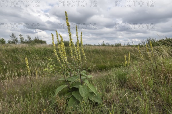 Dark mullein (Verbascum nigrum), Emsland, Lower Saxony, Germany