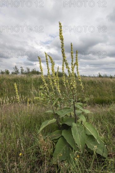 Dark mullein (Verbascum nigrum), Emsland, Lower Saxony, Germany