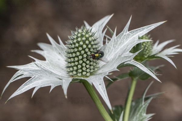 Ivory Man's Litter (Eryngium giganteum), Emsland, Lower Saxony, Germany