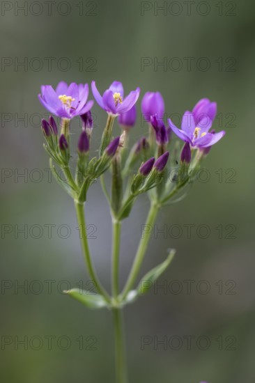 Centaury (Centaurium erythraea), Emsland, Lower Saxony, Germany