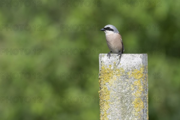 Red-backed shrike (Lanius collurio), Emsland, Lower Saxony, Germany