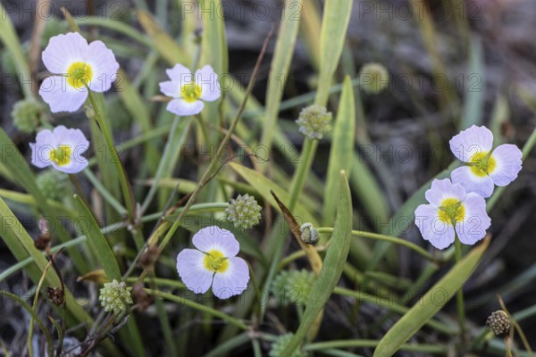 Hedgehog hose (Baldellia ranunculoides), Emsland, Lower Saxony, Germany
