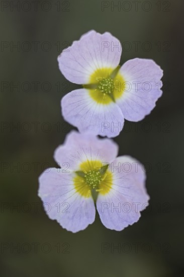 Hedgehog hose (Baldellia ranunculoides), Emsland, Lower Saxony, Germany