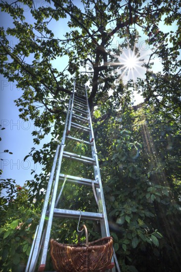 Ladder with basket on a cherry tree in backlight, Sonnenstern, Bavaria, Germany