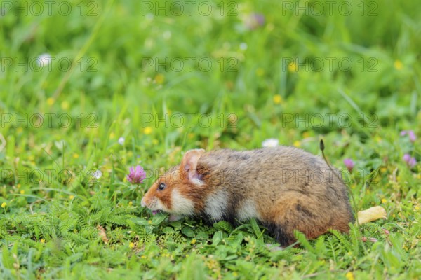A European hamster (Cricetus cricetus) collects herbs, grass and daisies in a fresh green meadow