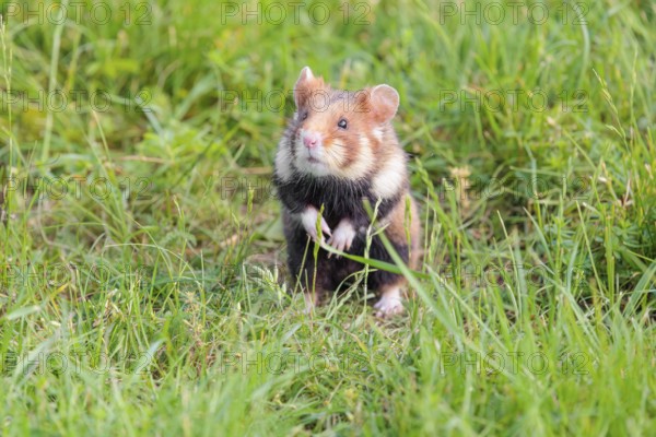 A European hamster (Cricetus cricetus) sits in a green meadow on a sunny day
