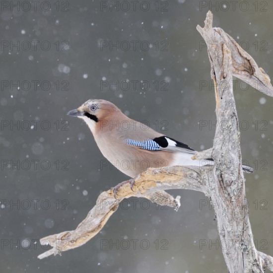 The snow trickles softly... Eurasian Jay (Garrulus glandarius) in winter, sitting in the snow, in snowfall on the side branch of an old rotten tree, typical attentive posture, guardian of the forest, soft light, soft colours matching the snow mood, wildlife, native nature, southern Sweden, Sweden, Scandinavia, Northern Europe
